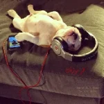 دانلود آهنگ حامیم بلدم بودی